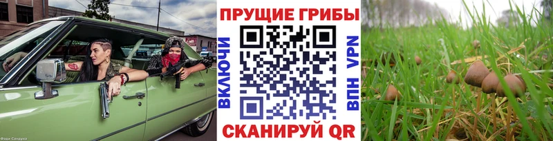 дарнет шоп  Первомайск  Псилоцибиновые грибы GOLDEN TEACHER 